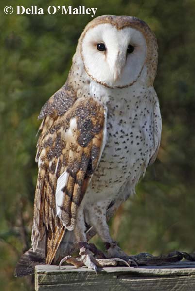 Barred Owl 